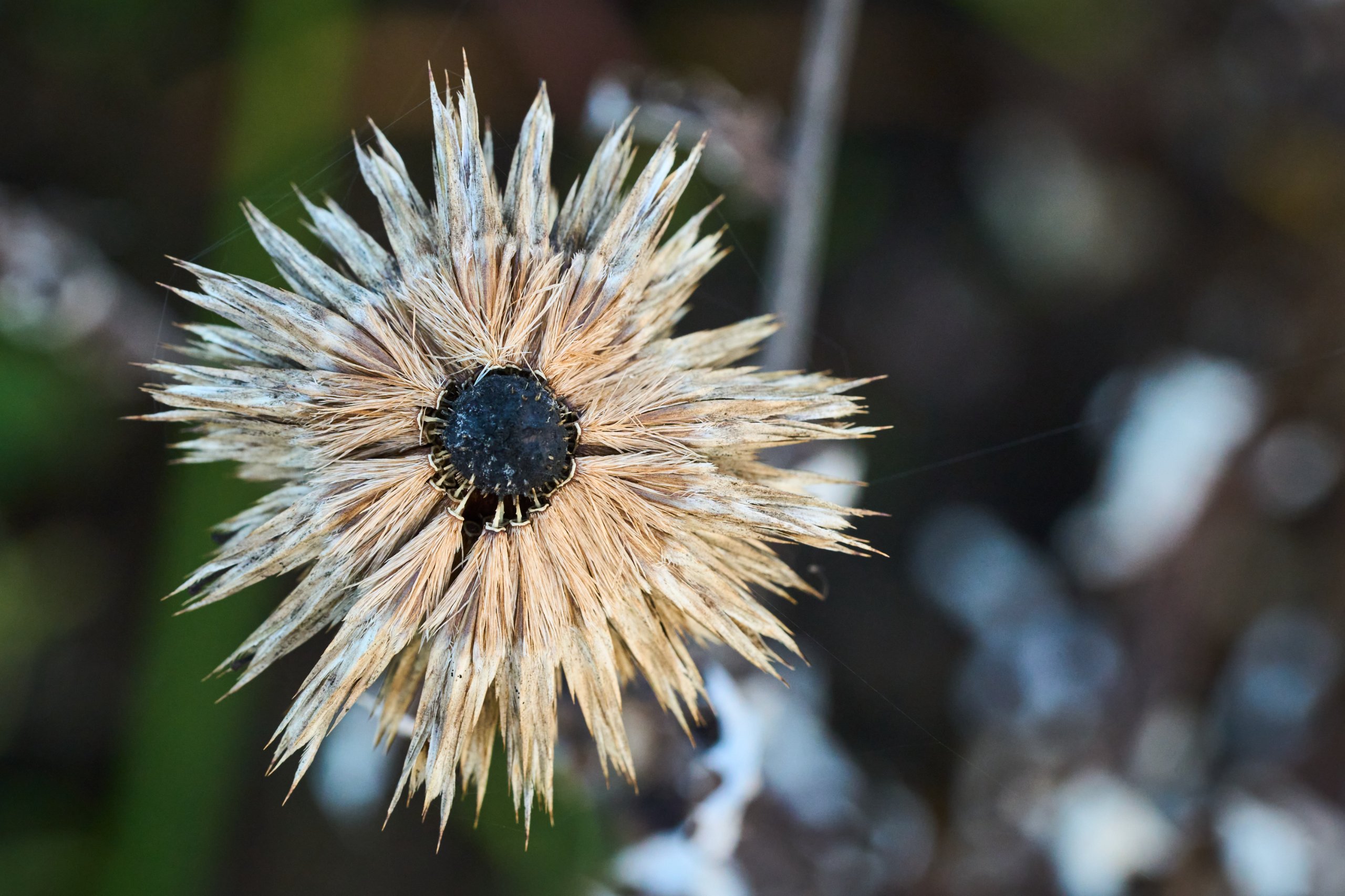 2025 11 02 Gruga 0058